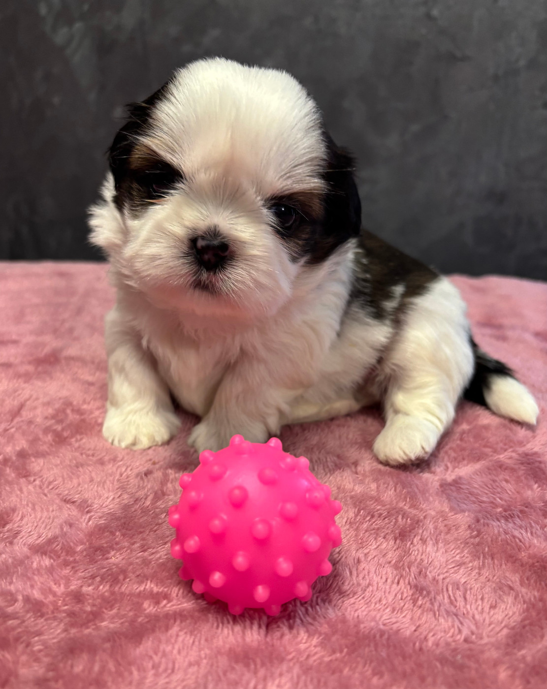 Du Domaine Du Pays Des Lacs - Chiots disponibles - Shih Tzu