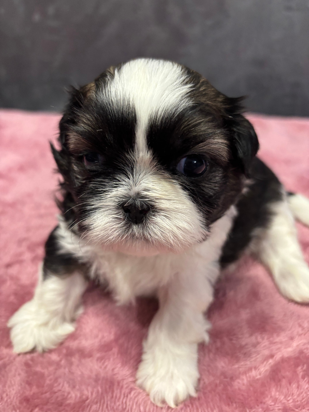 Du Domaine Du Pays Des Lacs - Chiots disponibles - Shih Tzu