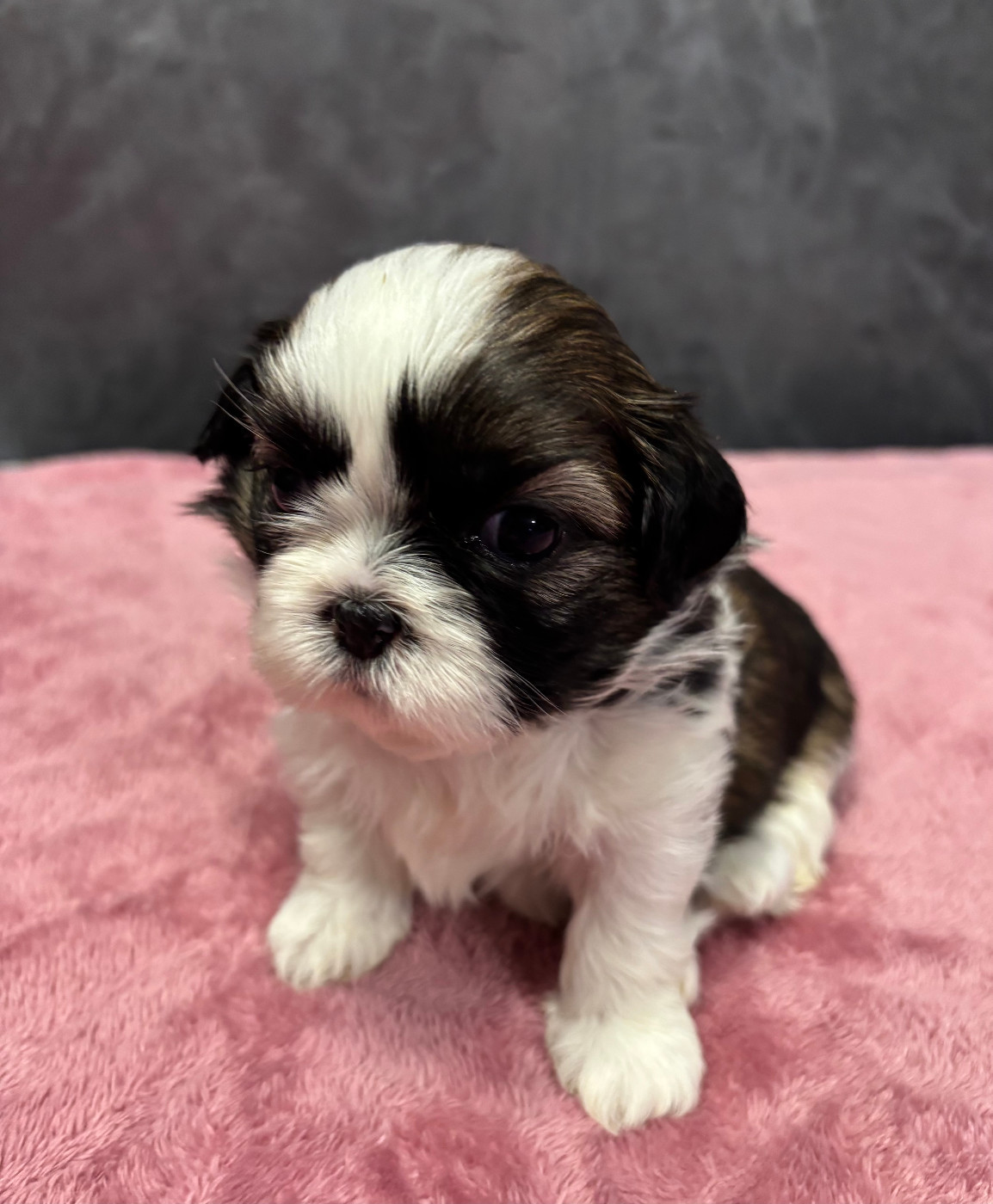 Du Domaine Du Pays Des Lacs - Chiots disponibles - Shih Tzu