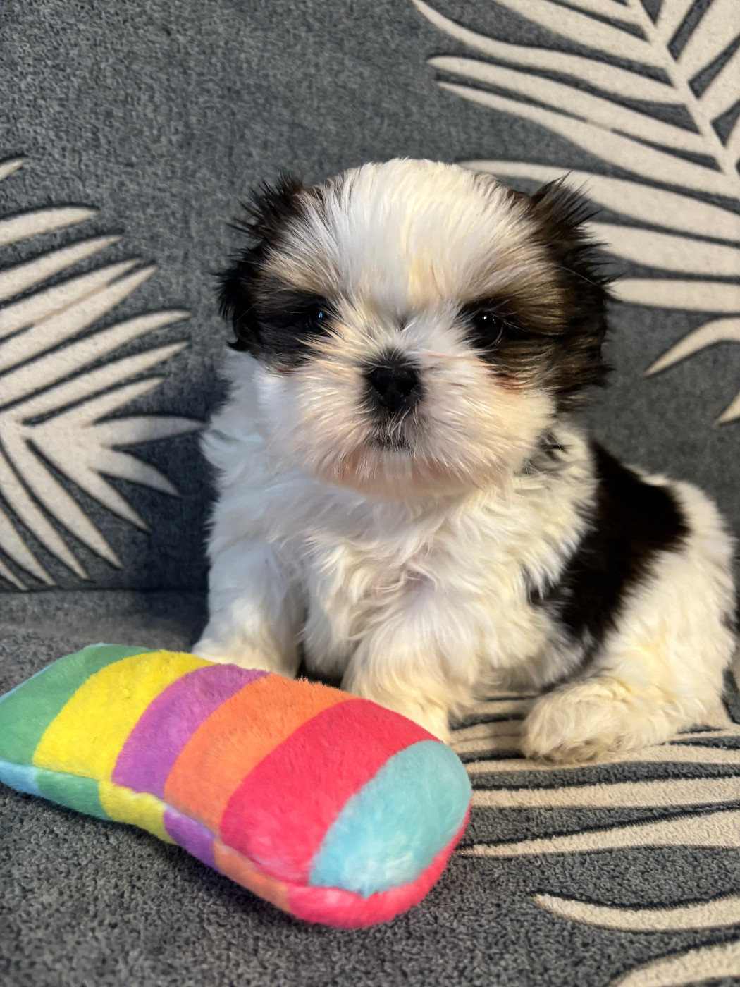 Du Domaine Du Pays Des Lacs - Chiots disponibles - Shih Tzu