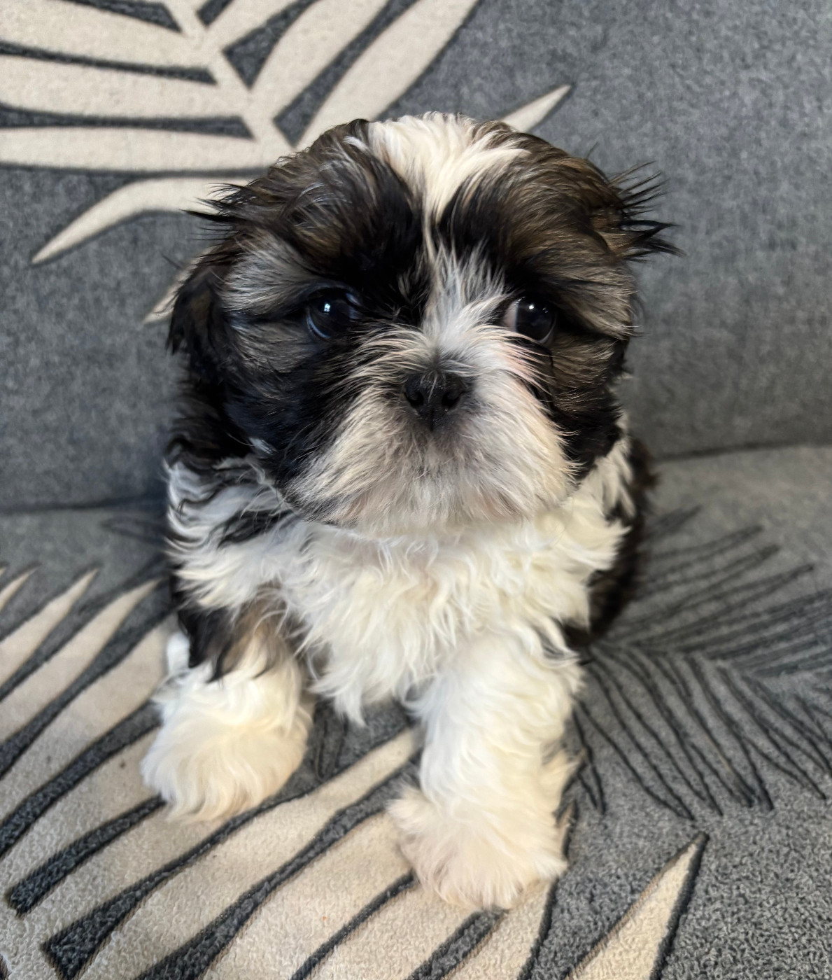 Du Domaine Du Pays Des Lacs - Chiots disponibles - Shih Tzu